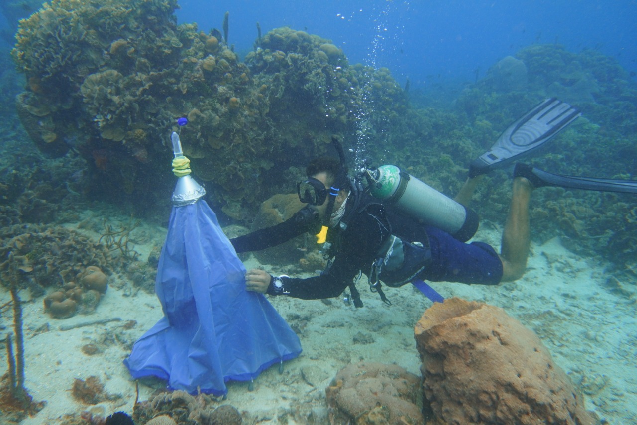 Así se criarán larvas de coral para recuperar el PNN Corales del Rosario