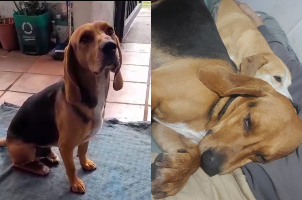 Urgente: este sabueso fue robado en Bogotá y necesita medicación para su epilepsia