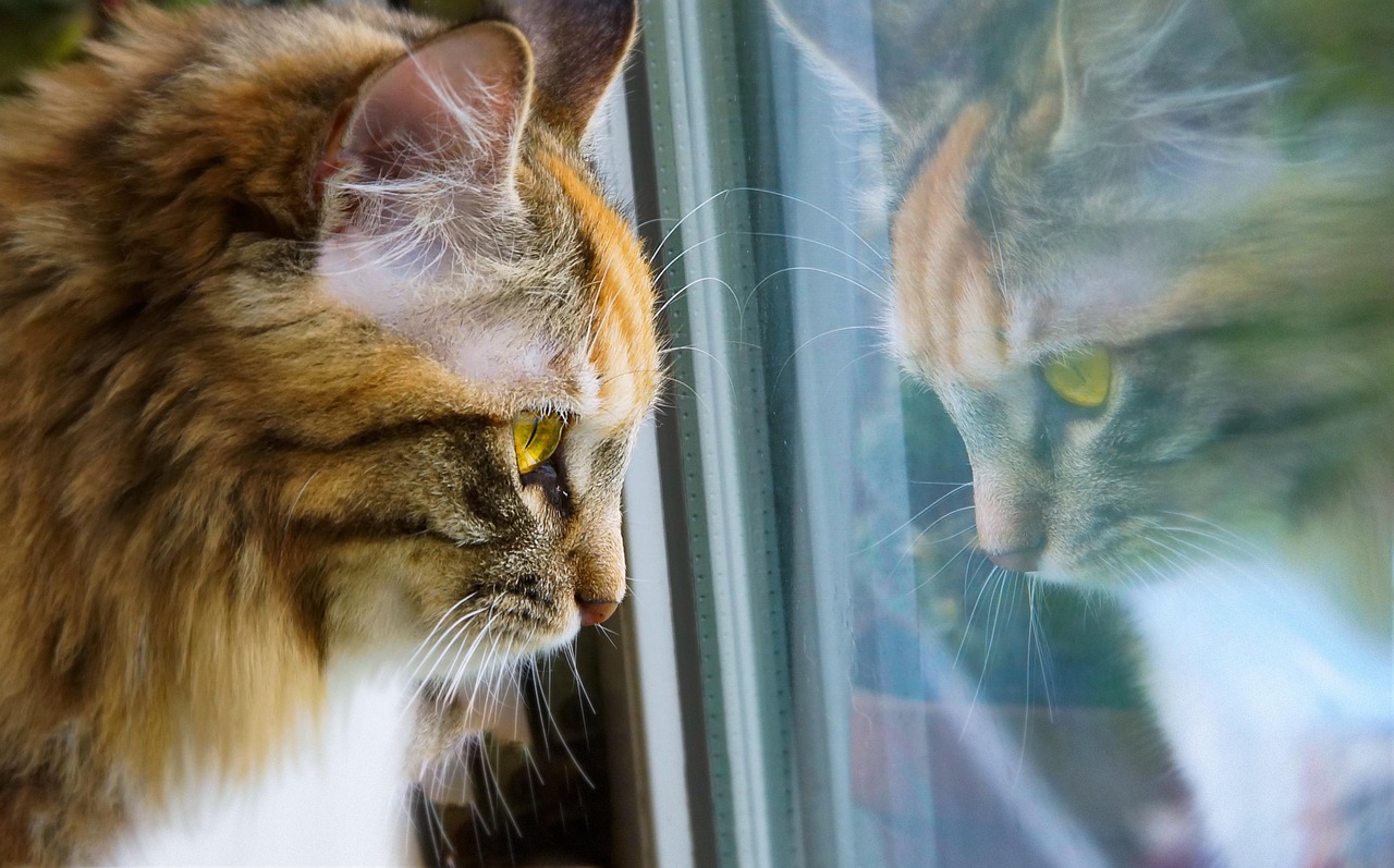 Excompañeras de cuarto se enfrentan en tribunales por la custodia de un gato: ¿qué pasó?