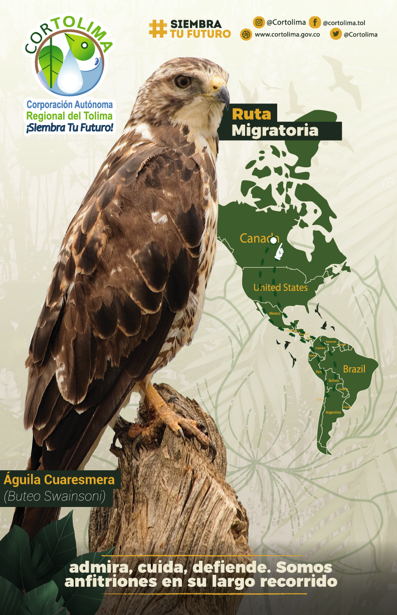 Este es el recorrido migratorio de las águilas cuaresmeras