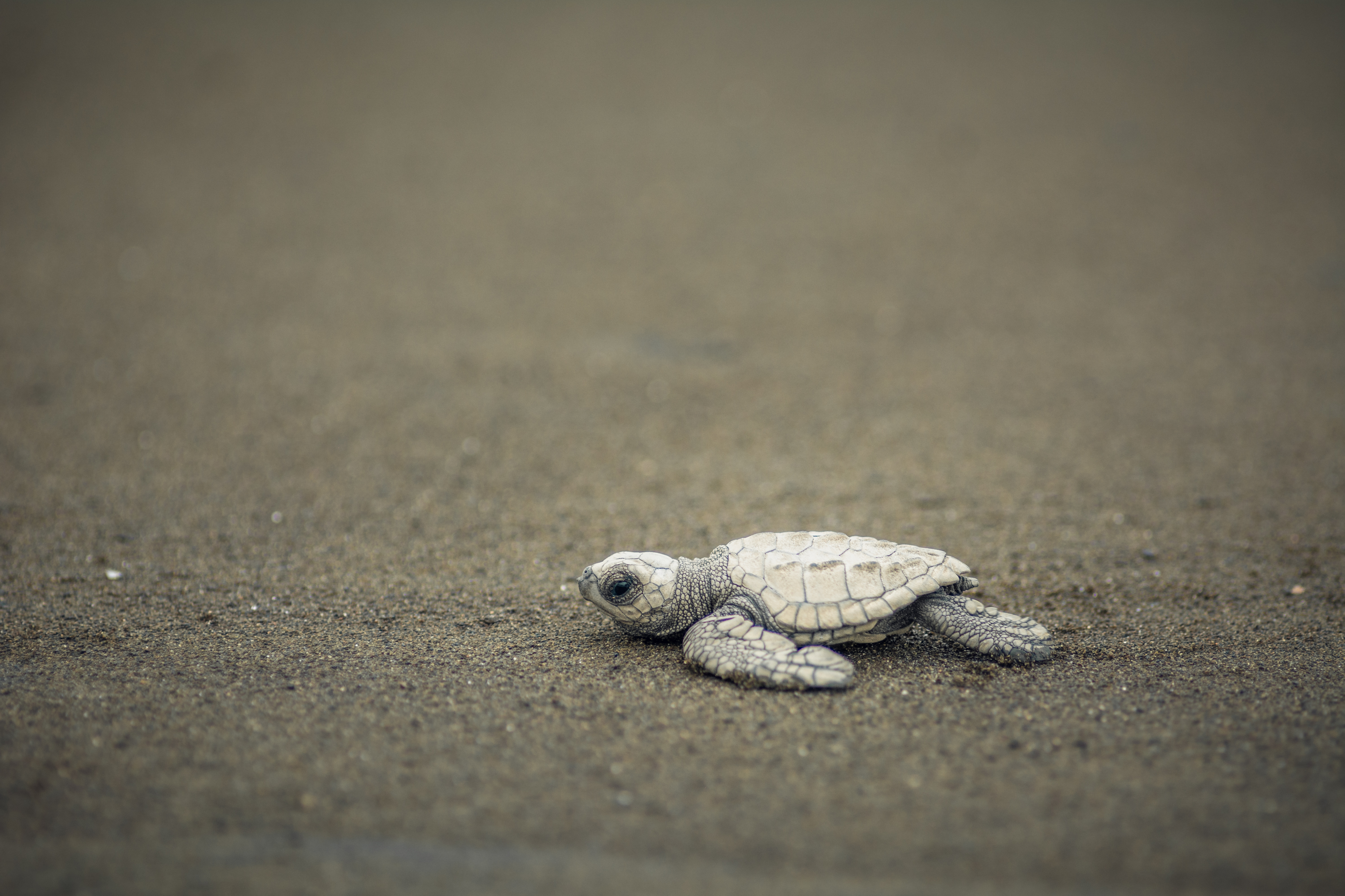 Tortuga caguama