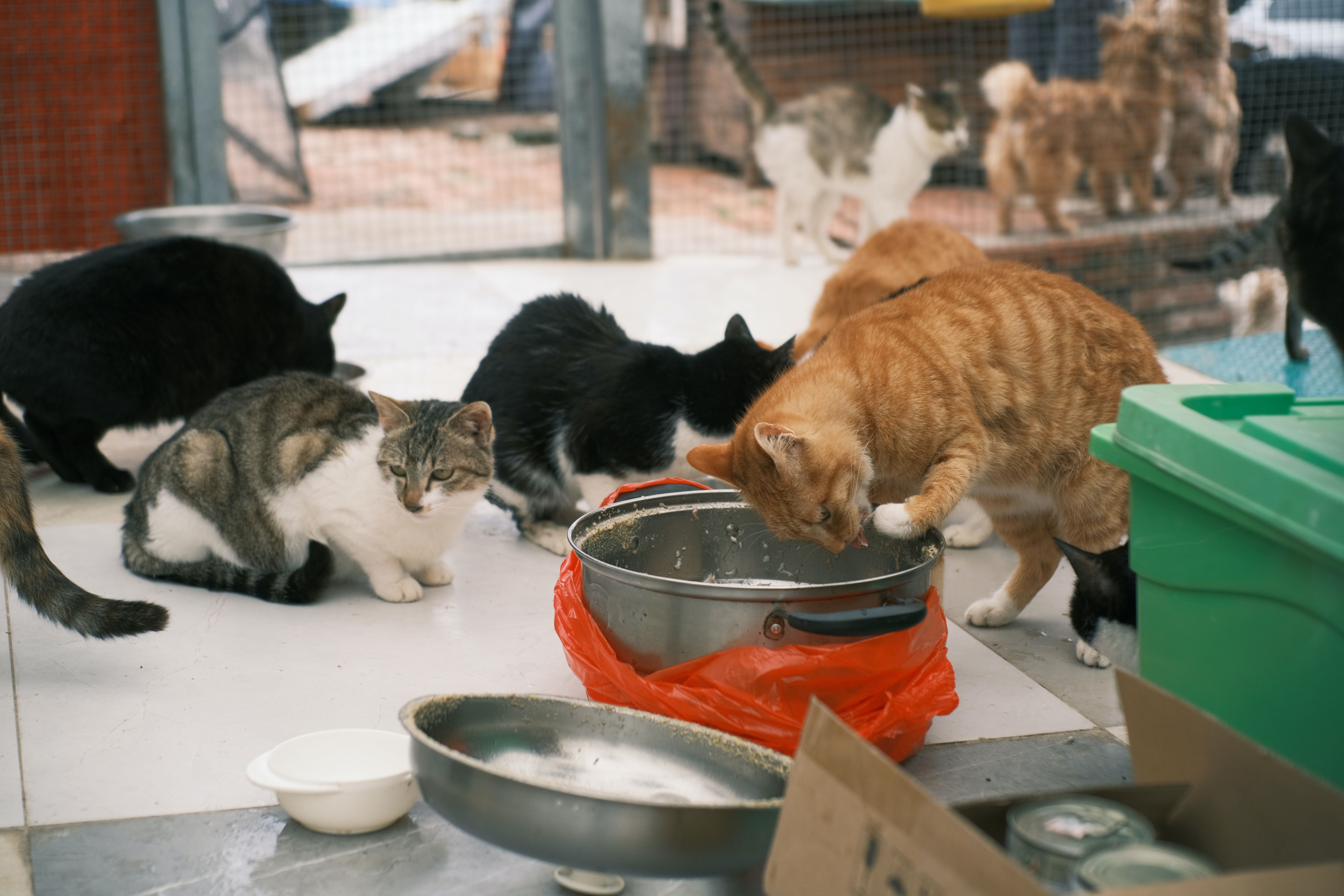 ¿Qué pasó con los 70 gatos abandonados en apartamento de Bogotá? Este es su estado