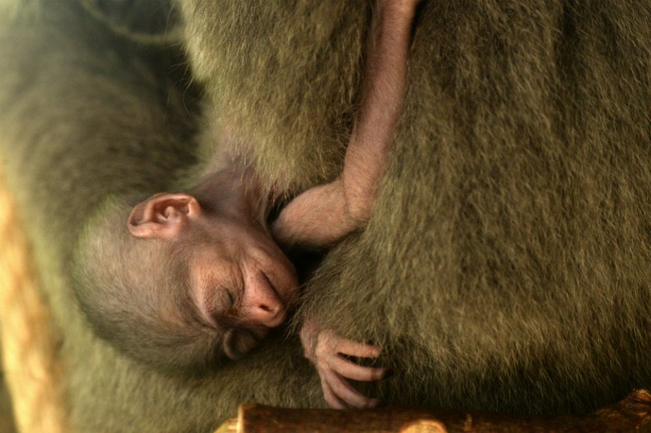 Pareja roba mono de zoológico para regalárselo a su hija