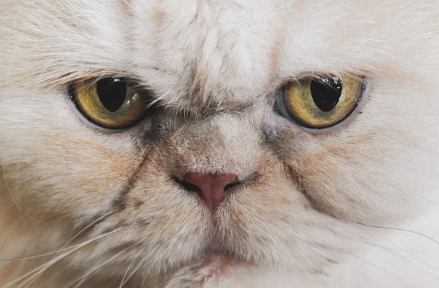 Características del gato persa como mascota