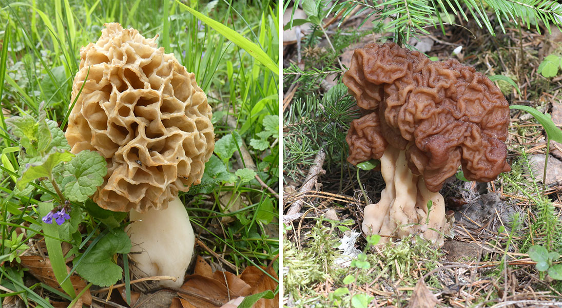Morchella esculenta (izquierda) y Gyromitra esculenta (derecha). Las setas se parecen superficialmente, lo que puede inducir a confusión a los buscadores de setas. Sin embargo, algunas personas recolectan deliberadamente G. esculenta y la tratan antes de consumirla para intentar eliminar las toxinas que contiene.
IZQUIERDA: KATHINKADALSEG, DERECHA: NINA FILIPPOVA / iNATURALIST