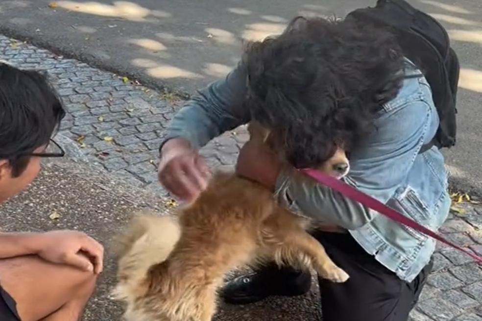 En video: perrito que llevaba días perdido finalmente se reencuentra con su familia