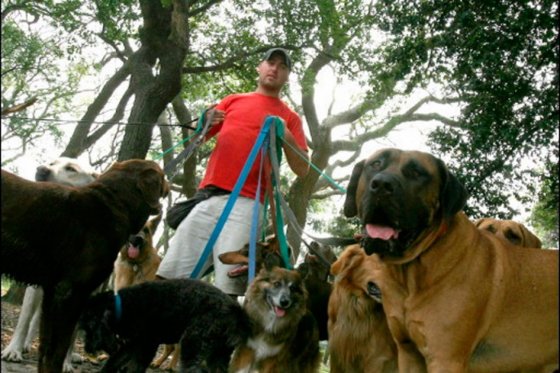 A un paso de ser reglamentada la actividad de paseador de perros en Bogotá