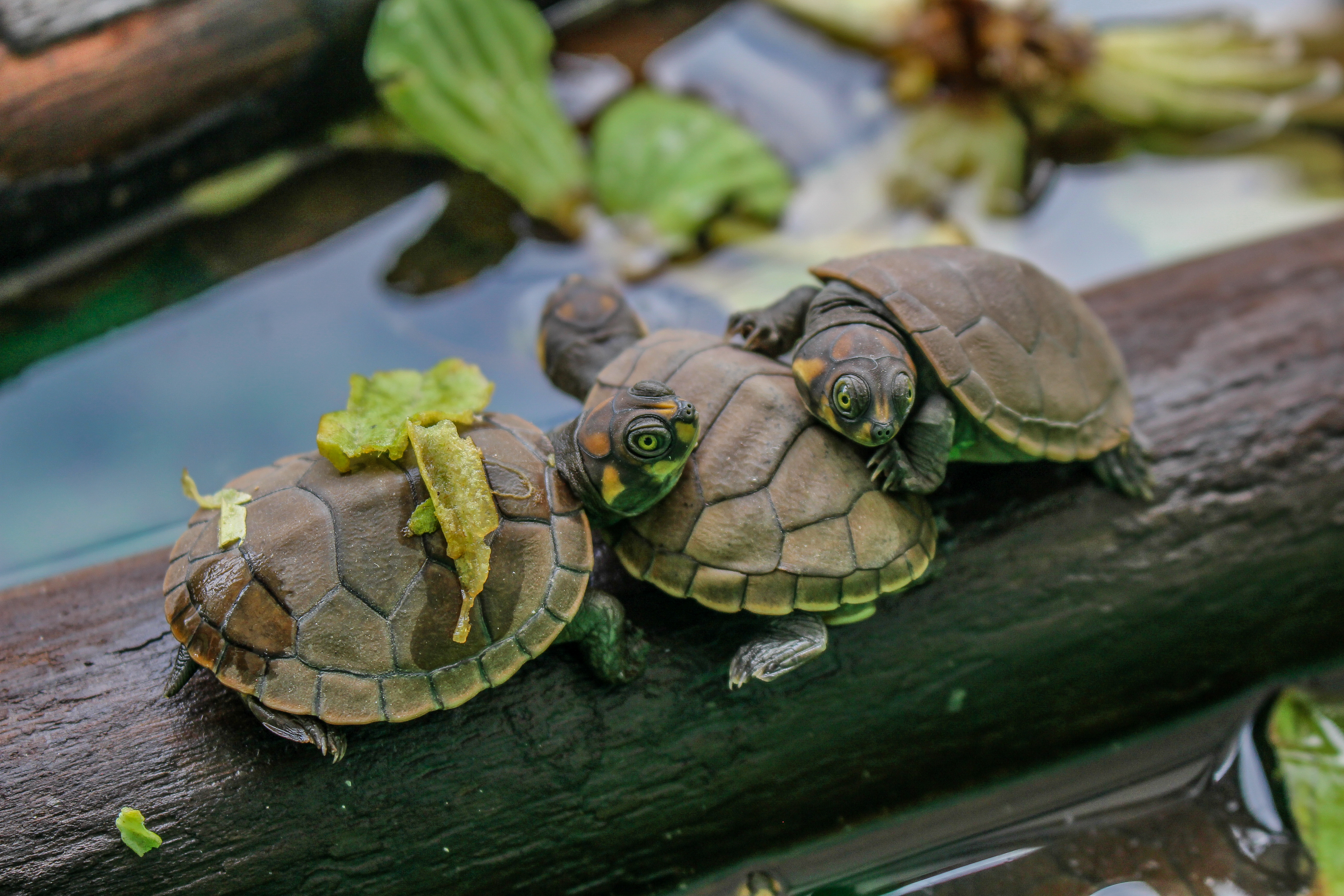 Tortugas en libertad, símbolo de conservación y educación en Amazonía peruana