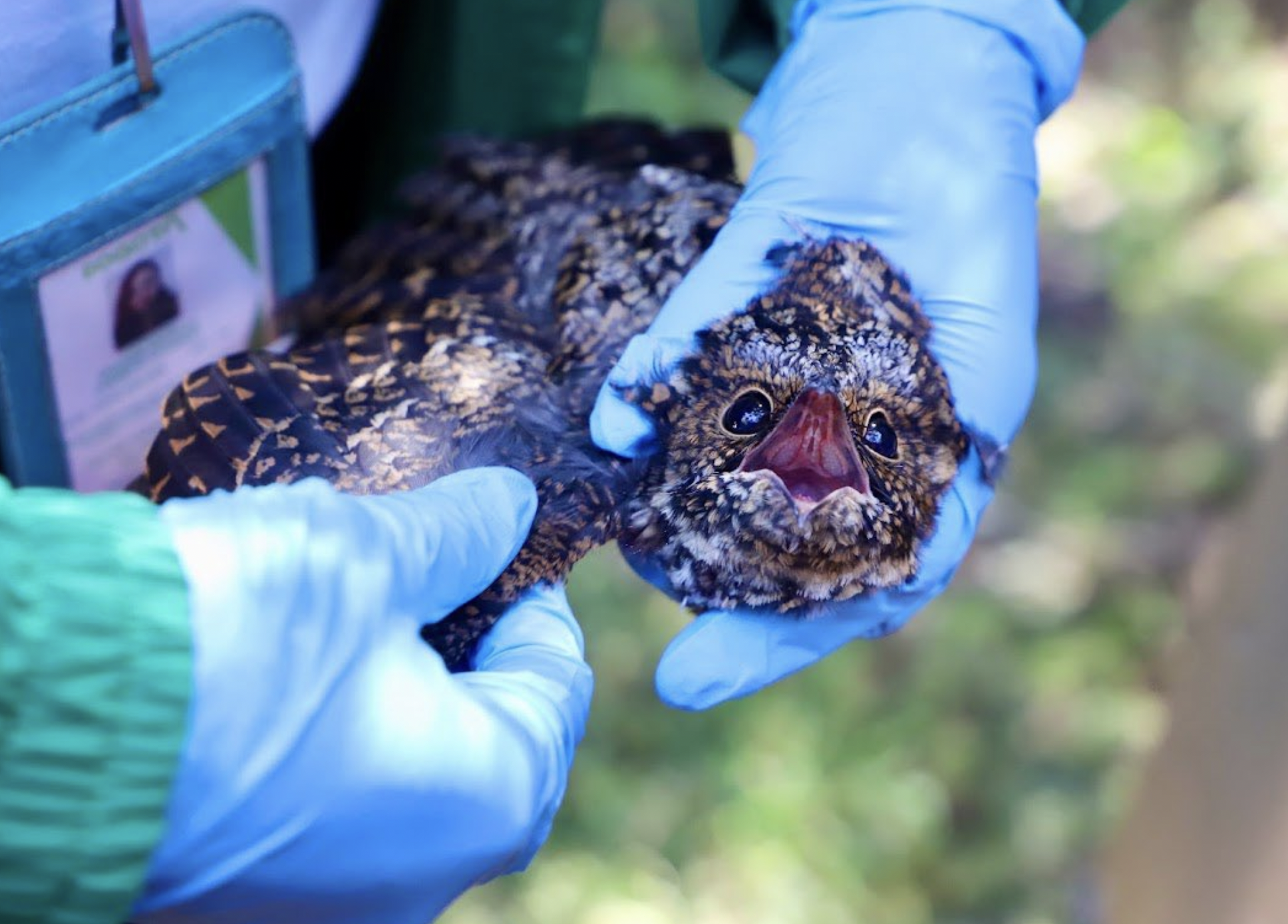 Dejen el manejo de animales silvestres a las autoridades: Minambiente, tras incendios