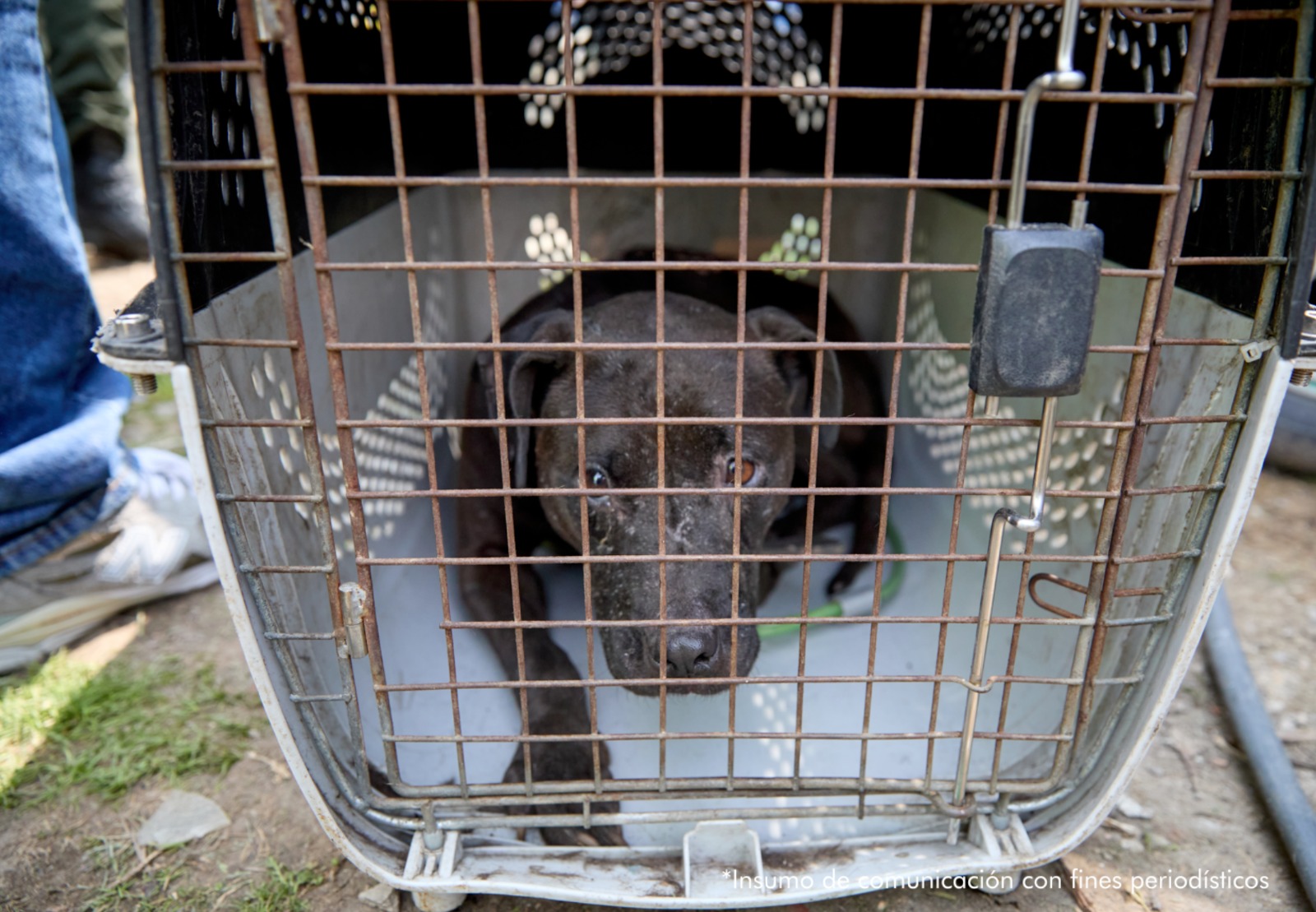 La trama que revela la red internacional de peleas de perros descubierta en La Calera
