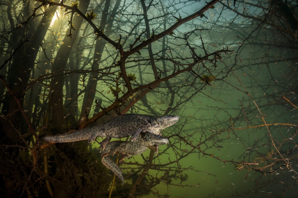 Categoría comportamiento de anfibios y reptiles: João Rodrigues, de Portugal, fue sorprendido por un par de salamandras. Esta era su primera oportunidad en cinco años de bucear en este lago.