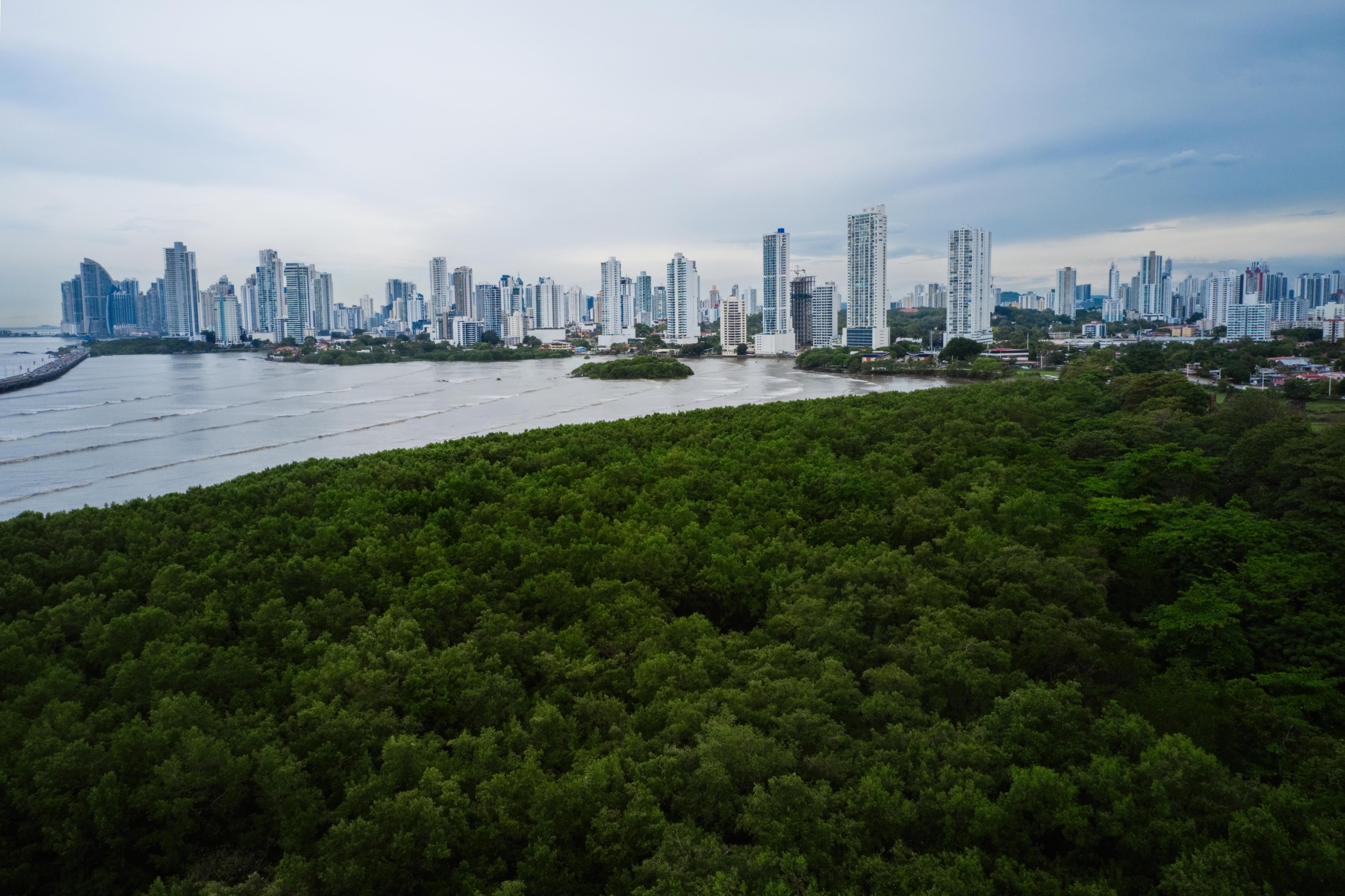 Los manglares: cuna de biodiversidad costera y aliados en la lucha climática