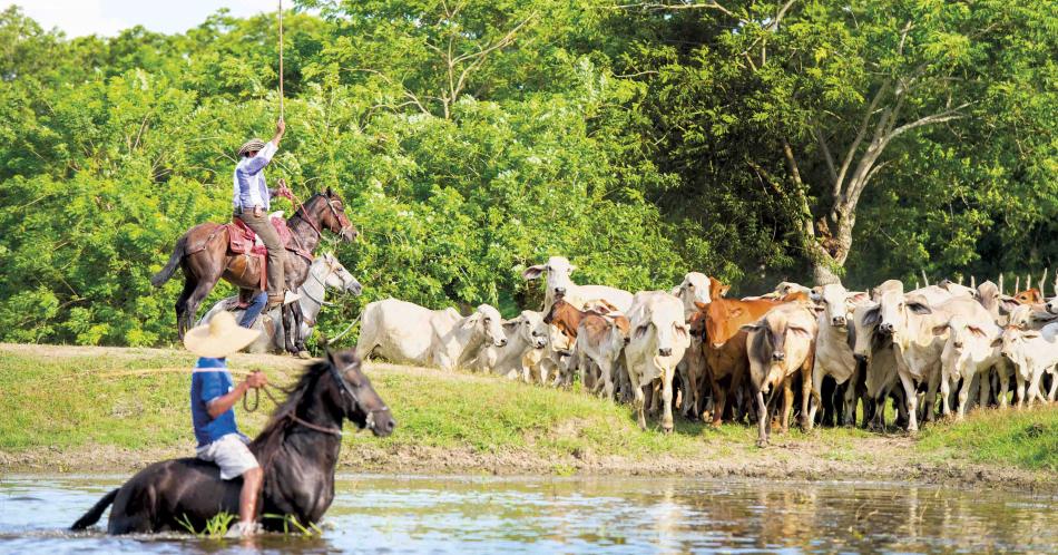 Los cantos nativos de la ciénaga caribeña