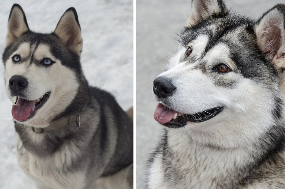 pueden los perros esquimales de alaska tener manzanas