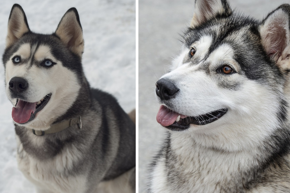 Husky siberiano y alaskan malamute: diferencias y similitudes