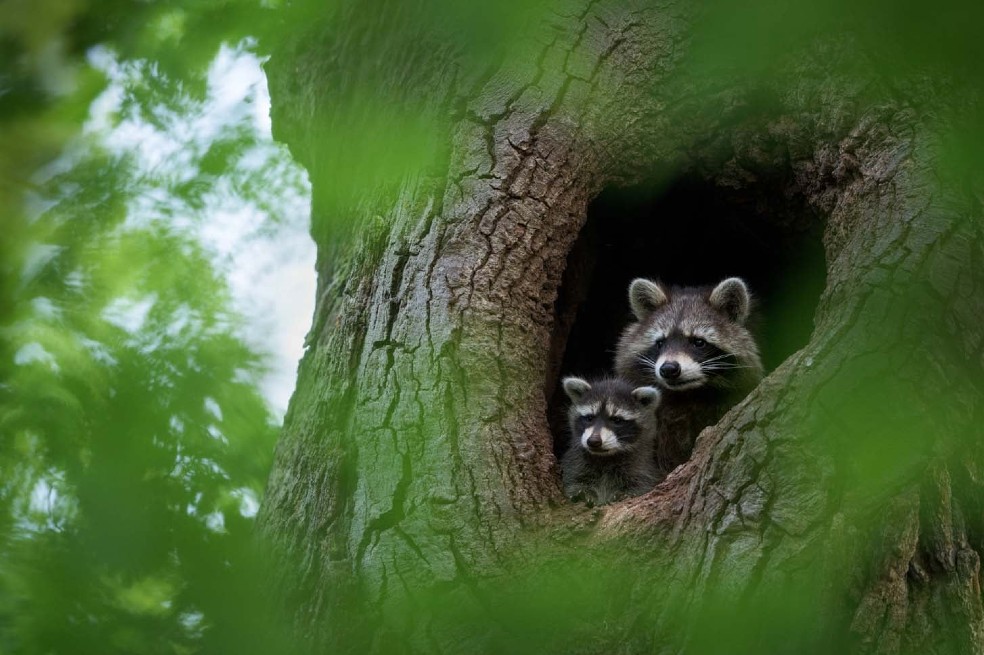 Un mapache deja en completa oscuridad a la ciudad de Toronto, ¿qué pasó?