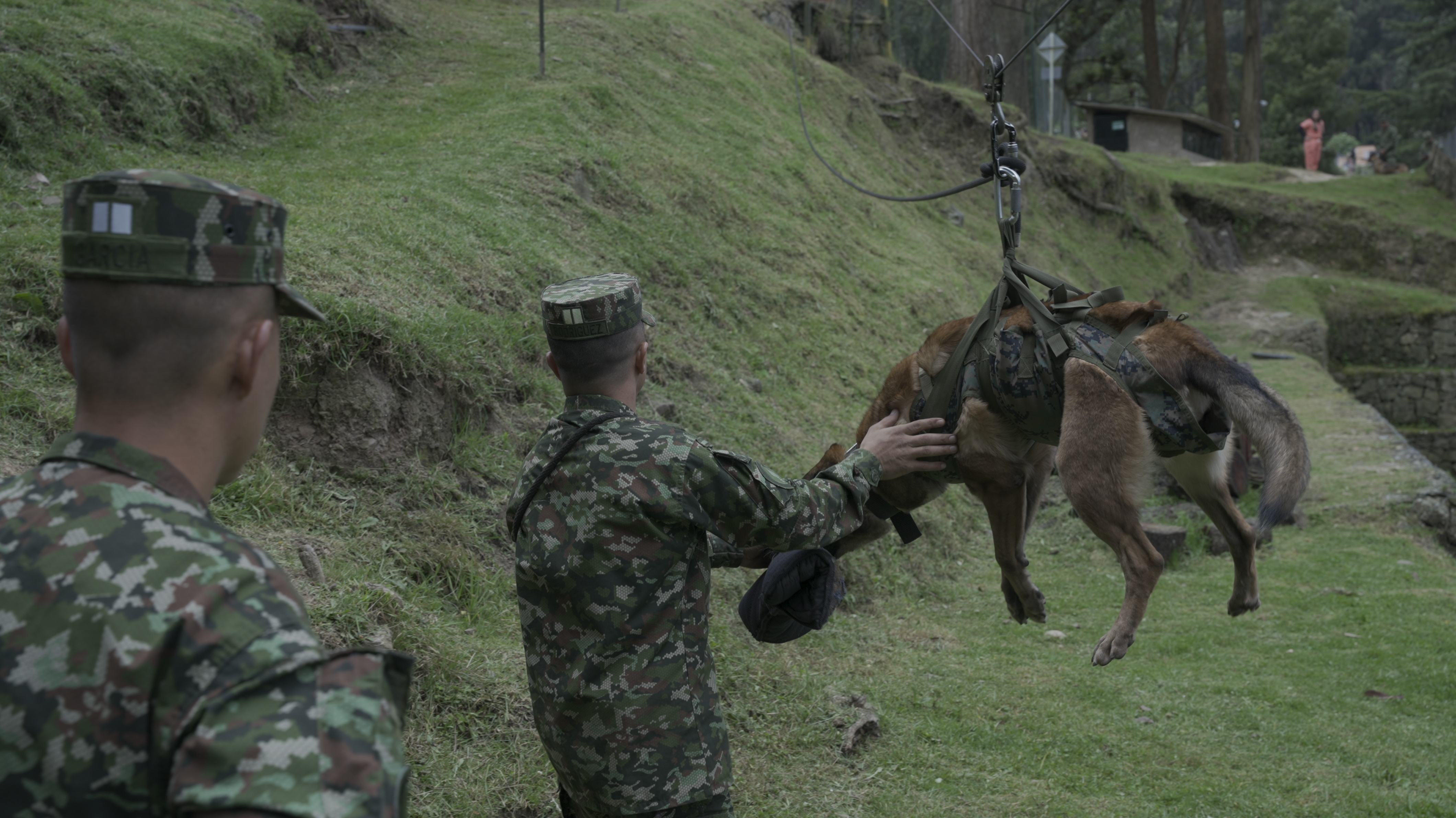 En vídeo: así entrenan a los perros del Ejército Nacional en Colombia