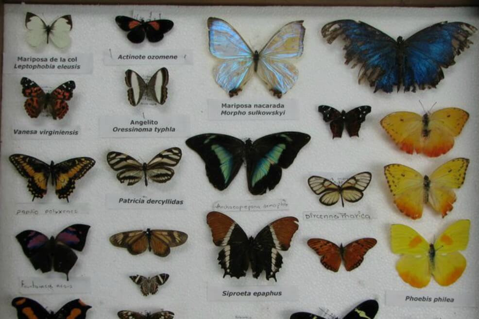 Alcaldía desmonta mariposario en El Retiro (Antioquia)