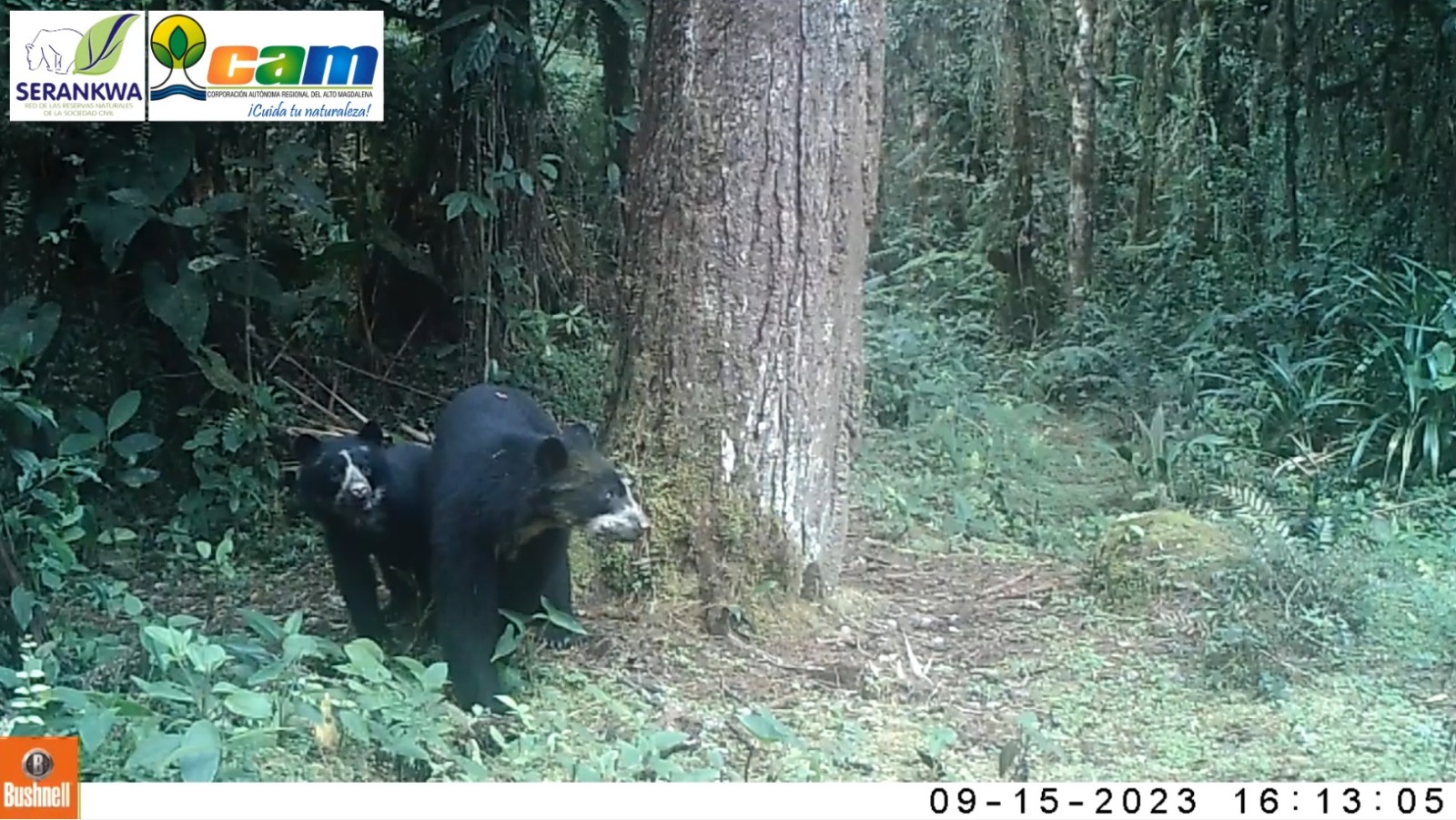En Huila reportaron el nacimiento de nuevas crías de osos de anteojos