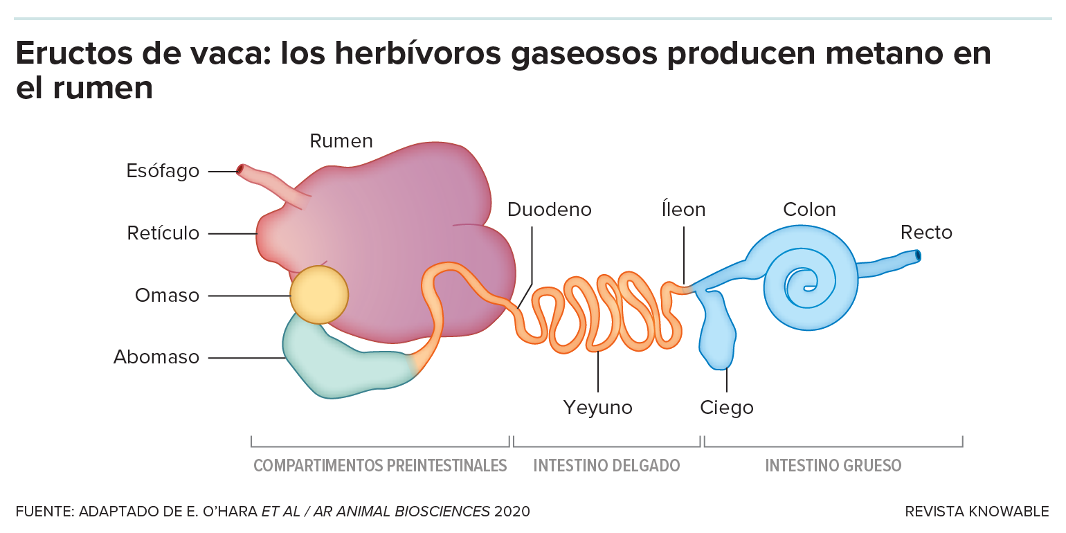 Los microbios que digieren la fibra —y los que producen metano— viven principalmente en el rumen, el primero y más grande de los cuatro estómagos de una vaca.
