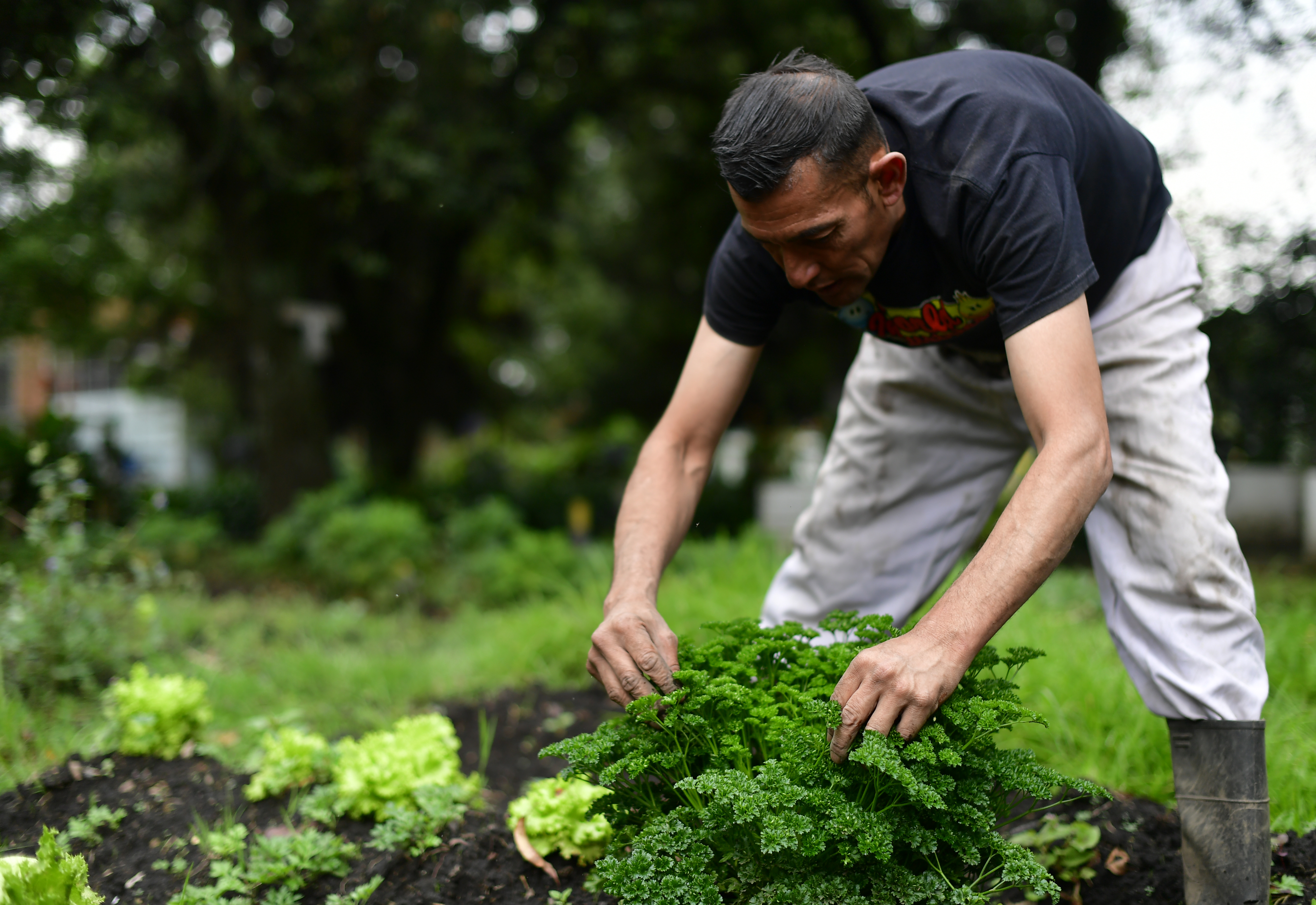 Proyecto de cultivos "Huerta El Camino" para exhabitantes de calle, ubicada en la localidad de Engativá