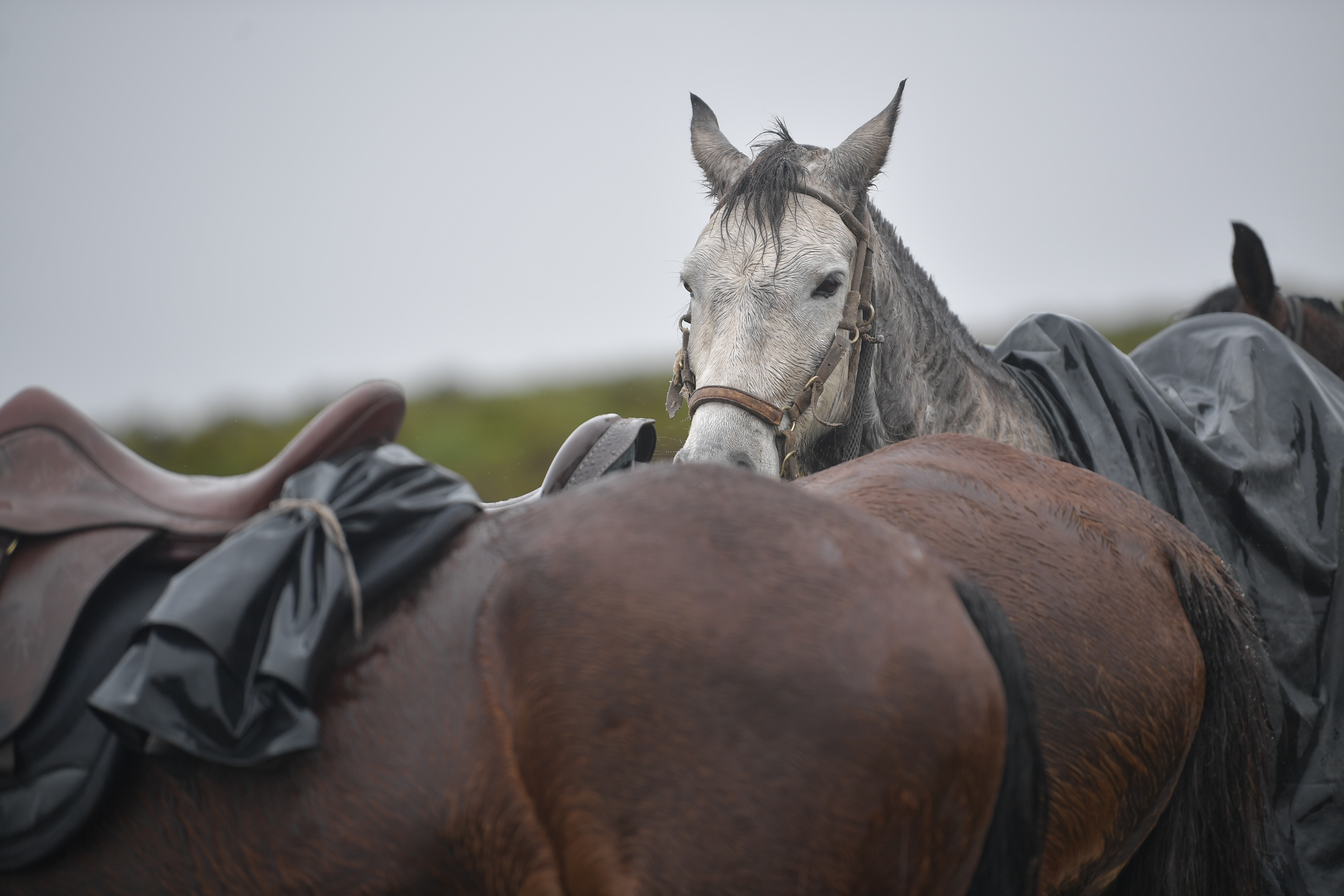 Procuraduría pide a la Alcaldía de Cartagena un plan para proteger a los caballos