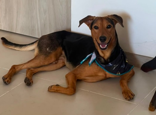 Guairo perdió a su pequeño tutor en el terremoto, pero su historia tuvo un final feliz