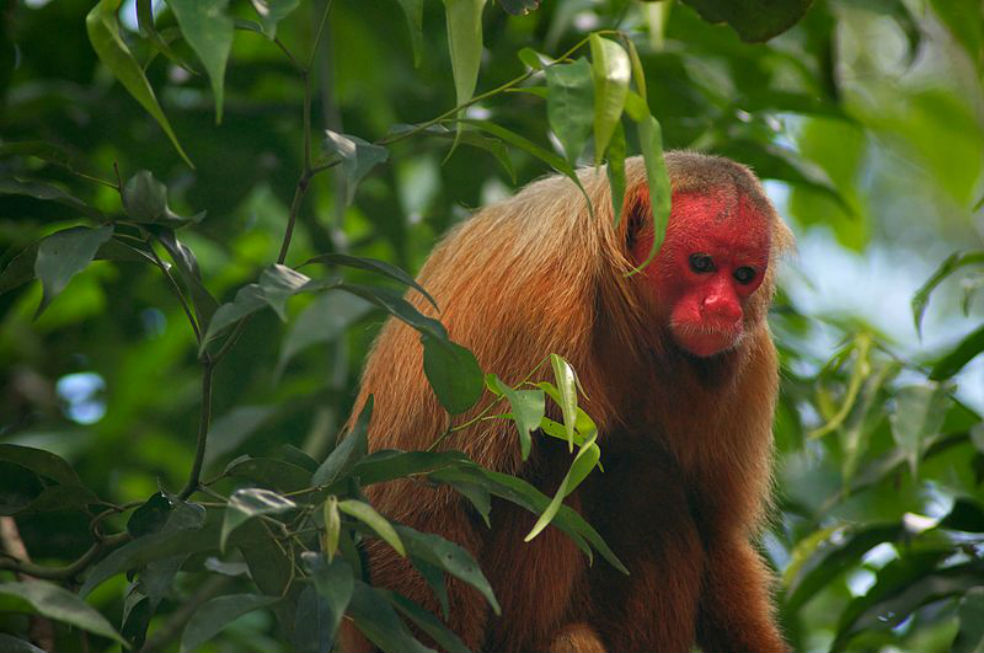 Las primeras imágenes y sonidos de sensores instalados en Amazonas