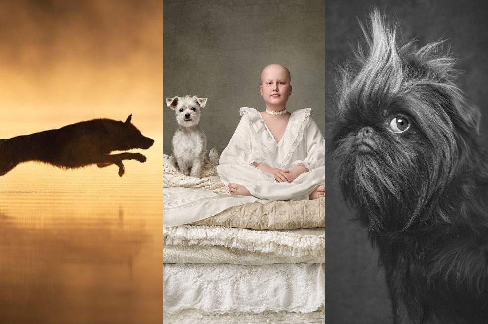 Estas son las mejores fotos de los Premios de Fotografía de Perros 2024