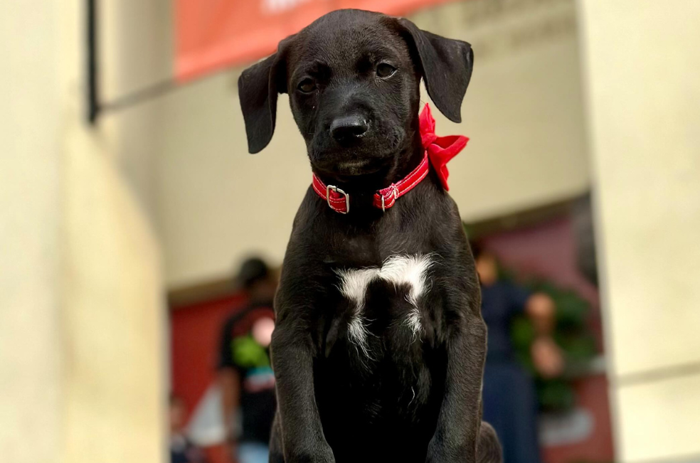 Conozca a Leo, el perro bibliotecario que está conquistando corazones en Cali