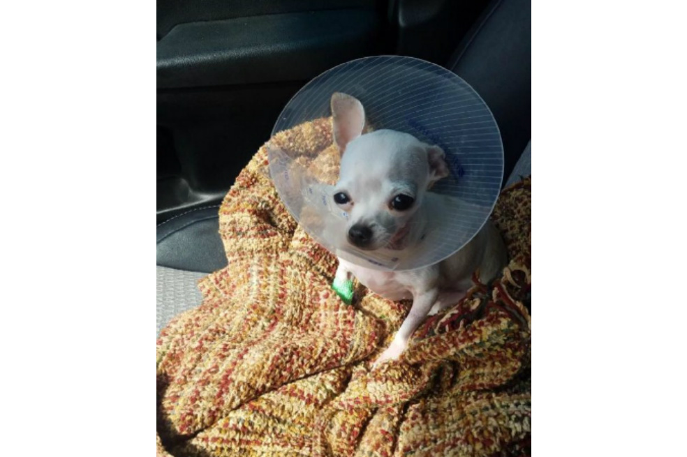 La chihuahua que comió marihuana por accidente y tuvo que ser desintoxicada