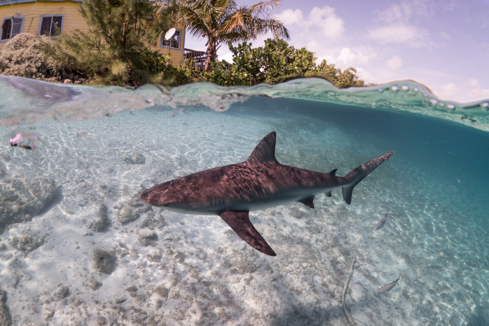 Aunque los tiburones costeros están ampliamente amenazados, aún no se cuenta con medidas locales o globales para su protección.