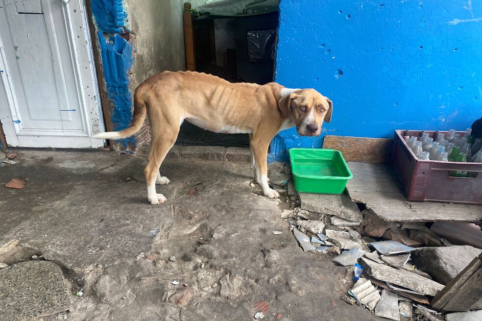 Distrito rescató a tres perros que, presuntamente, sufrieron maltrato animal en Bogotá