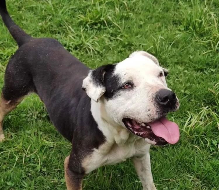 ¿Quiere adoptar una mascota en Bogotá? Estos perritos buscan una nueva familia