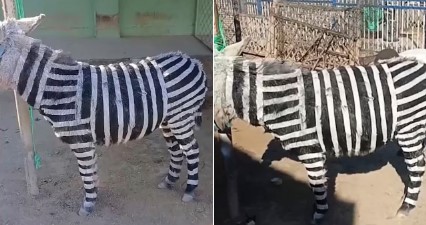 Polémica en zoológico por pintar burros con rayas para simular cebras