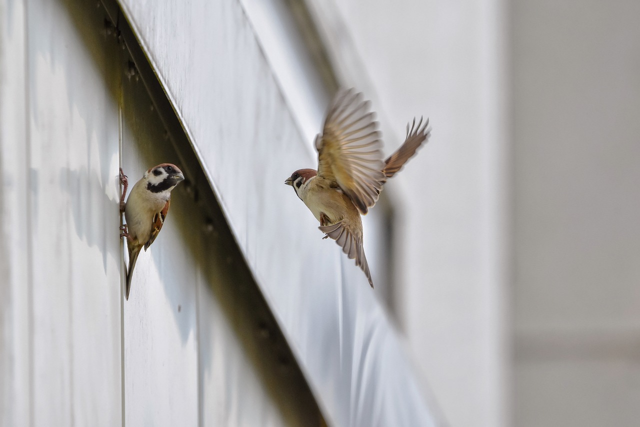 El mensaje cantor de los pájaros mañaneros