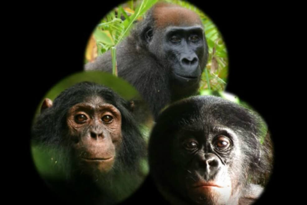 El vídeo muestra cómo se comportan los chimpancés, los gorilas y los bonobos ante objetos desconocidos / Instituto Max Planck de Antropología Evolutiva