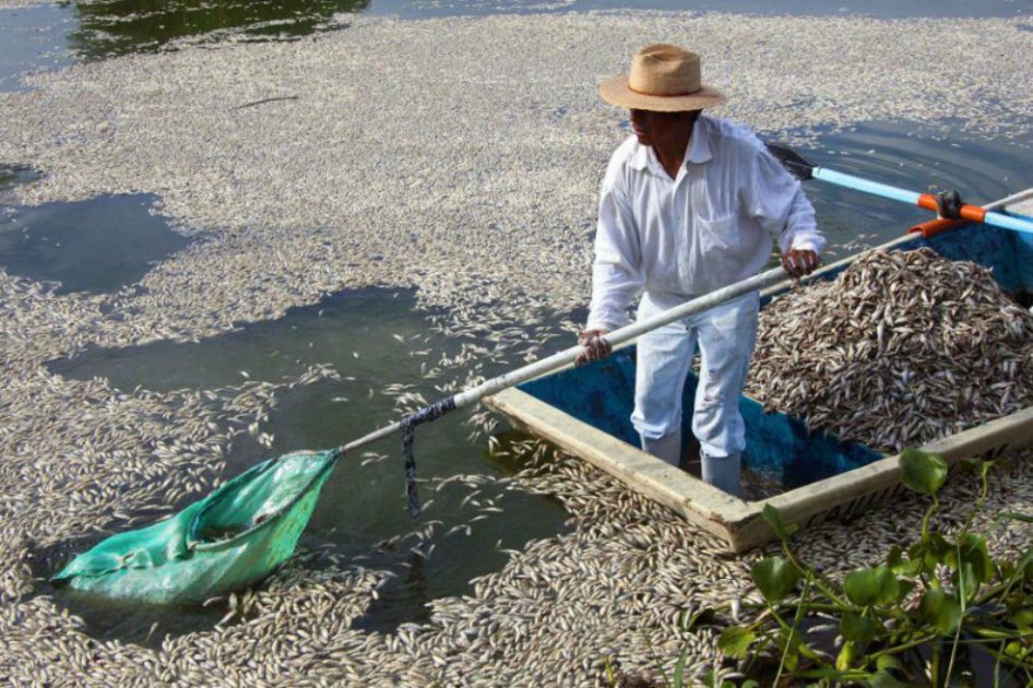 Mortandad de peces afecta a habitantes de Pueblo viejo, Magdalena