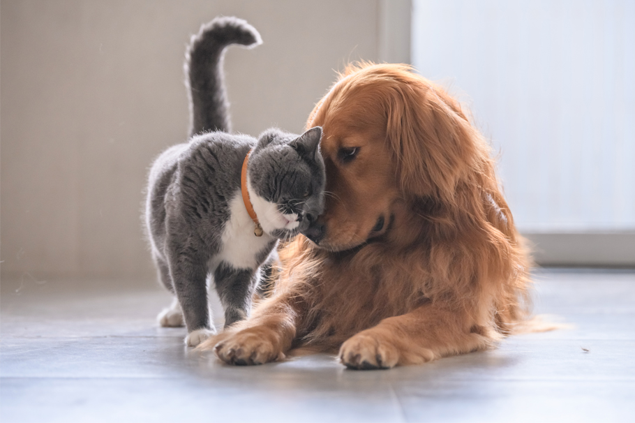 Gatos y perros