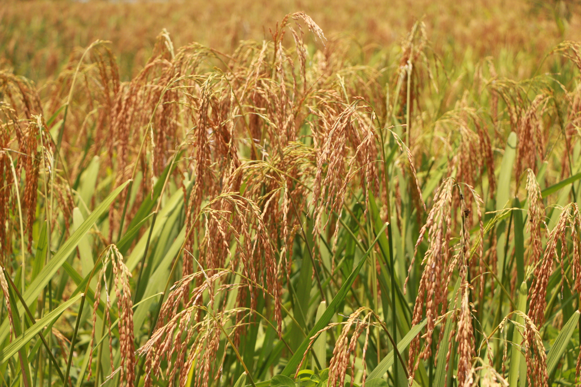 El Niño, confirmado en Colombia, afectará la alimentación de 110 millones de personas