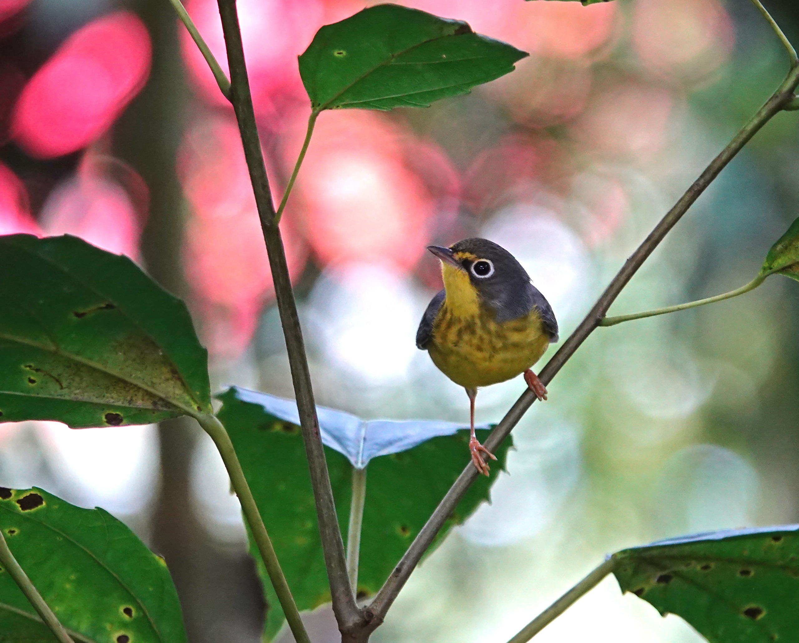 Reinita de Canadá - Cardellina canadensis