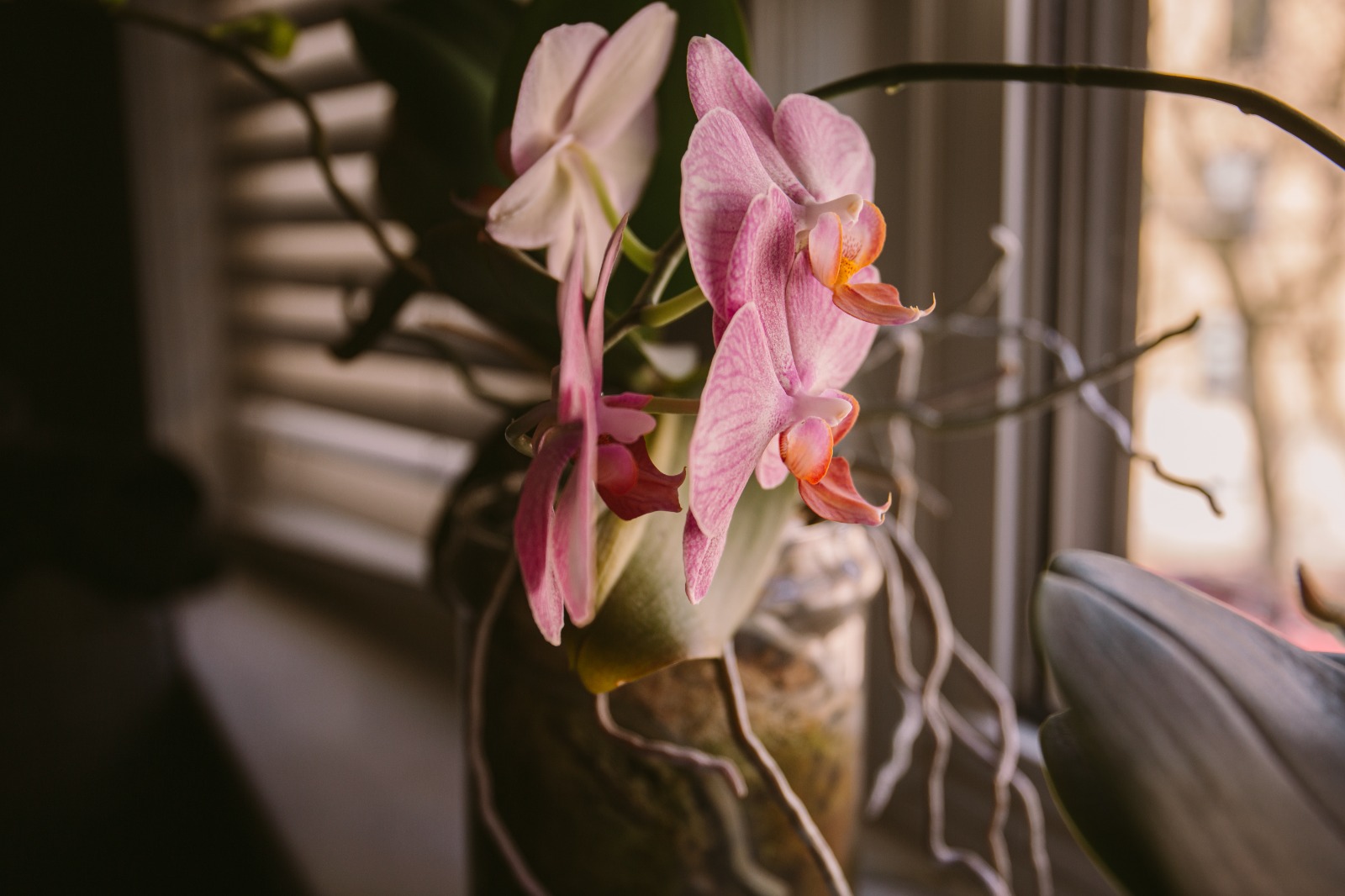 ¿Qué hacer con las raíces aéreas de las orquídeas? Consejos para cuidarlas