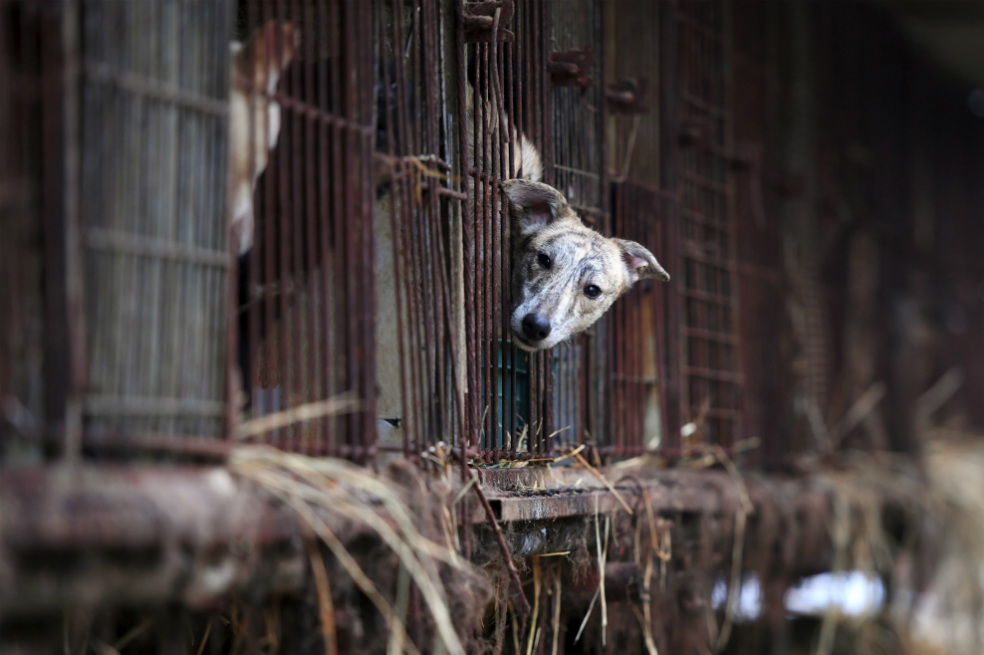 Campaña contra los productores de carne de perro