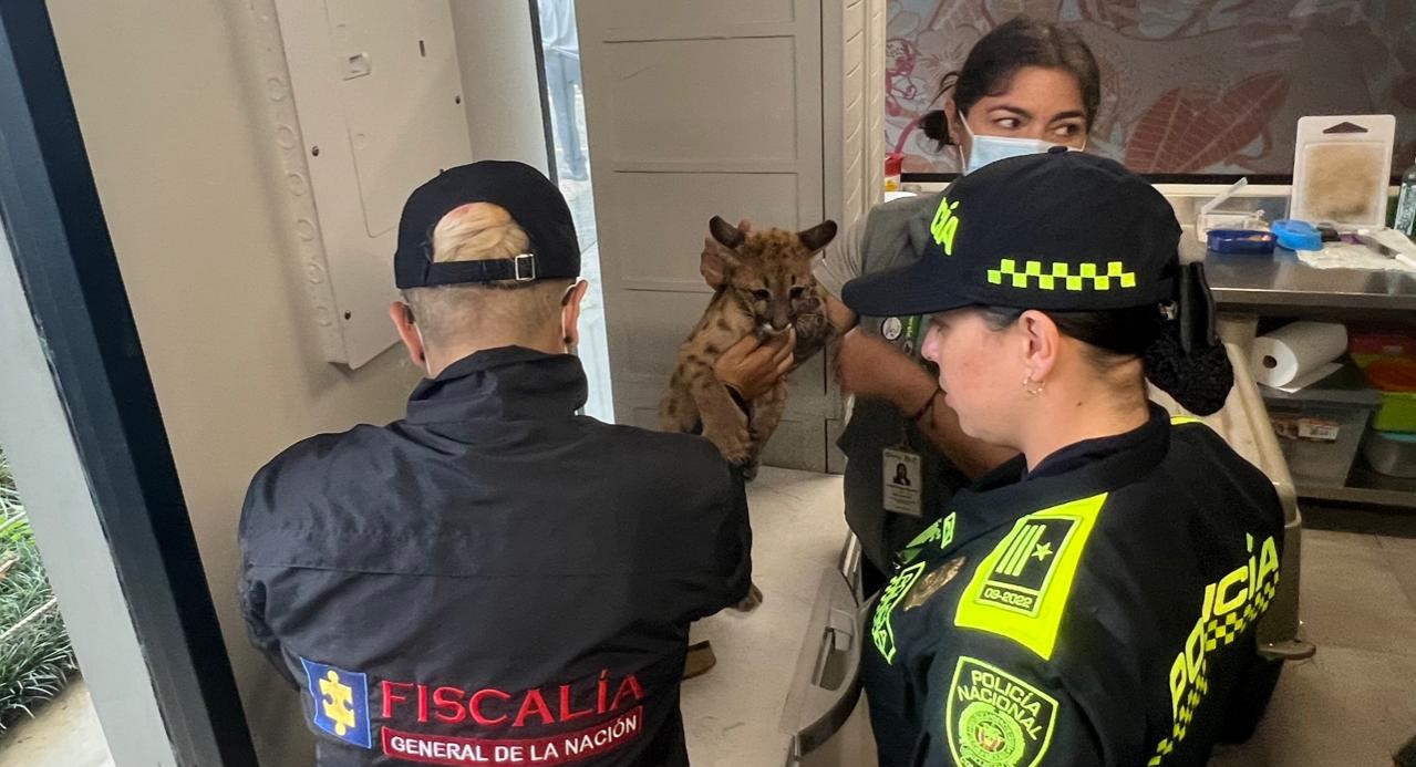 Rescatan a puma que estaba en cautiverio en Guatapé, Antioquia