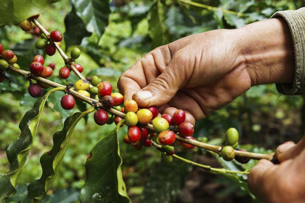 La perspectiva cafetera del desarrollo rural