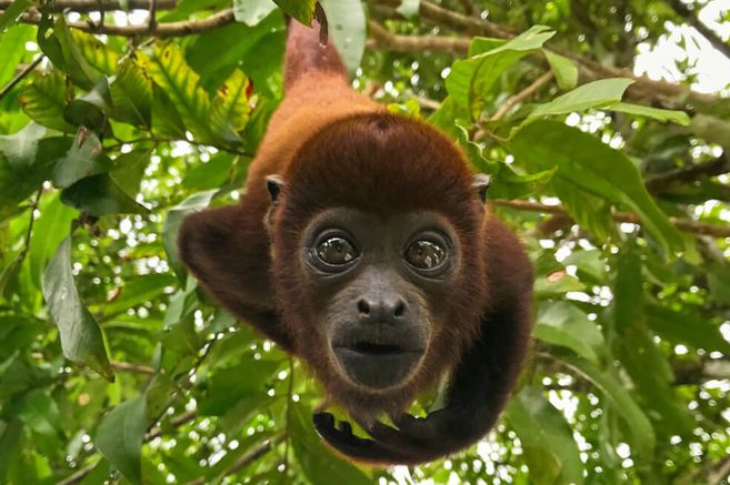 Por supervivencia, varias especies de animales estarían evolucionando su aprendizaje vocal