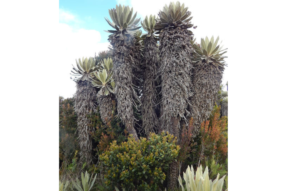 El frailejón es una de las especies emblemáticas de los páramos del país. Con esta nueva especie, Colombia cuenta hoy con 92 especies de frailejones.