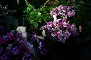 Kew horticulturists prepare displays of orchids for "Kew Orchids Festival: Peru", an exhibit at the Princess of Wales Conservatory, Kew Gardens, west London on January 30, 2025.