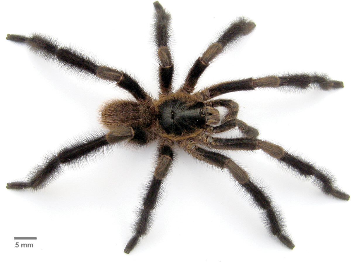 Descubren una nueva especie de tarántula, la más grande de su género hasta ahora