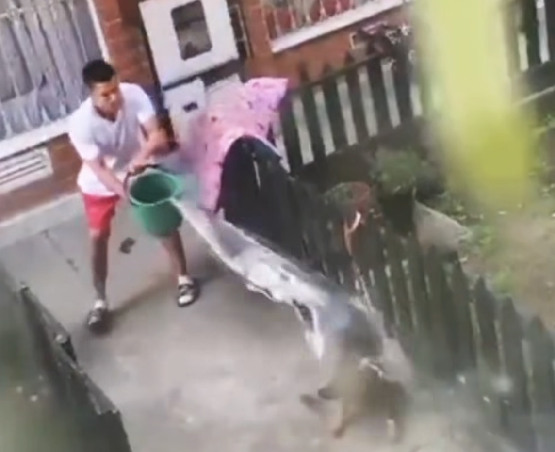 Denuncian presunto caso de maltrato animal contra una perrita en Bosa, esto se sabe